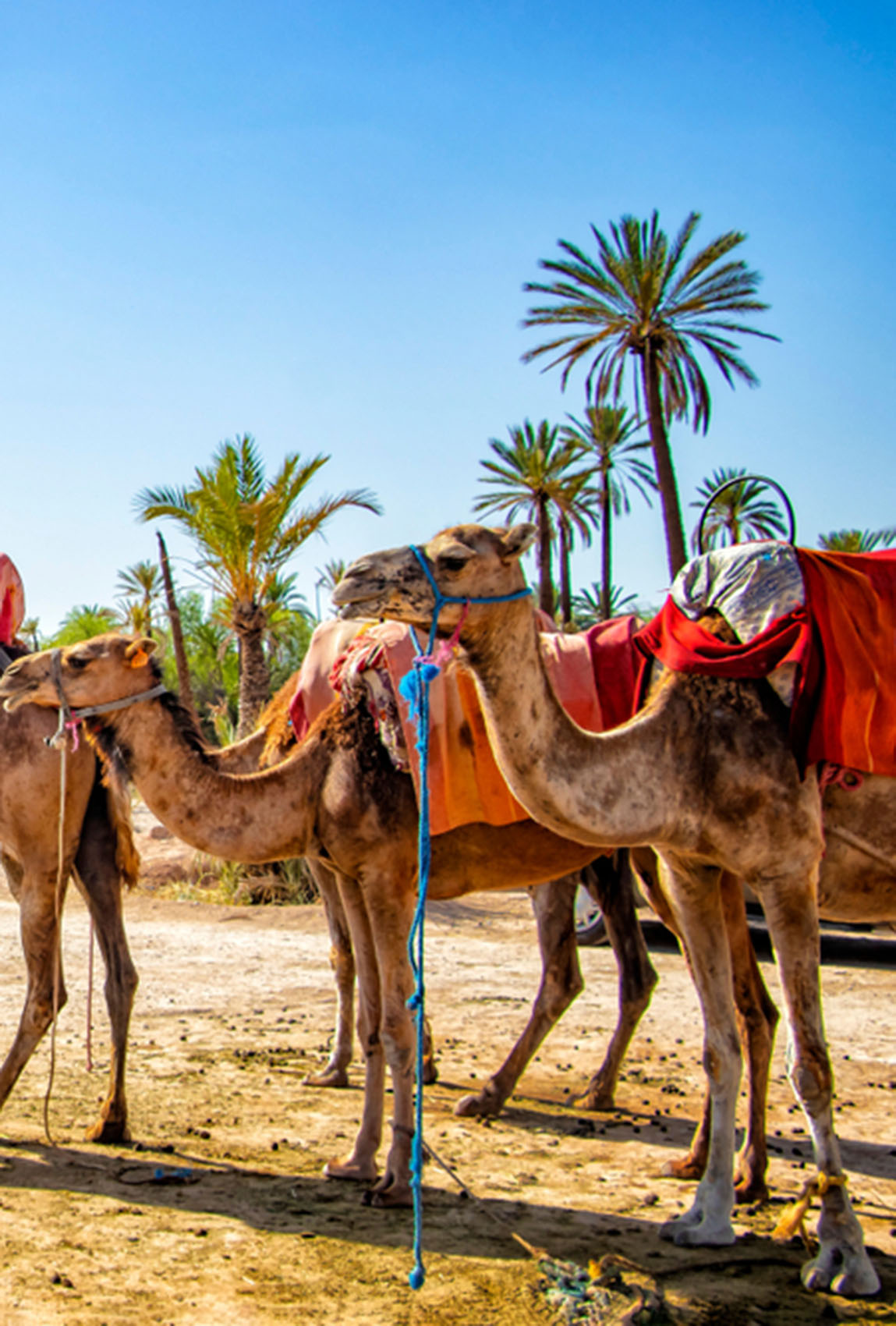 camel ride experience